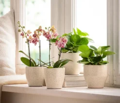 Dehner Sukkulenten|Grünpflanzen > Peperomie - Peperomia obtusifolia