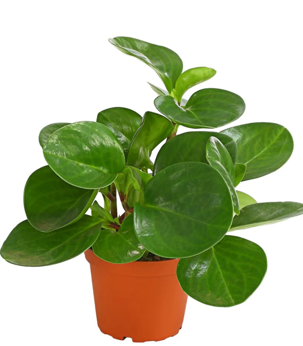 Dehner Sukkulenten|Grünpflanzen > Peperomie - Peperomia obtusifolia