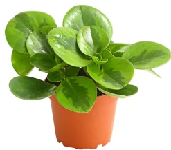 Dehner Sukkulenten|Grünpflanzen > Peperomie - Peperomia obtusifolia 'Lime'