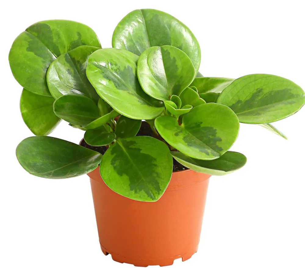 Dehner Sukkulenten|Grünpflanzen > Peperomie - Peperomia obtusifolia 'Lime'
