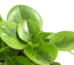 Dehner Sukkulenten|Grünpflanzen > Peperomie - Peperomia obtusifolia 'Lime'