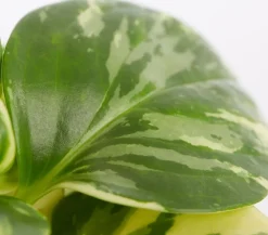 Dehner Peperomie - Peperomia obtusifolia variegata 'Golden Genua' Online