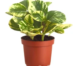 Dehner Peperomie - Peperomia obtusifolia variegata 'Golden Genua' Online