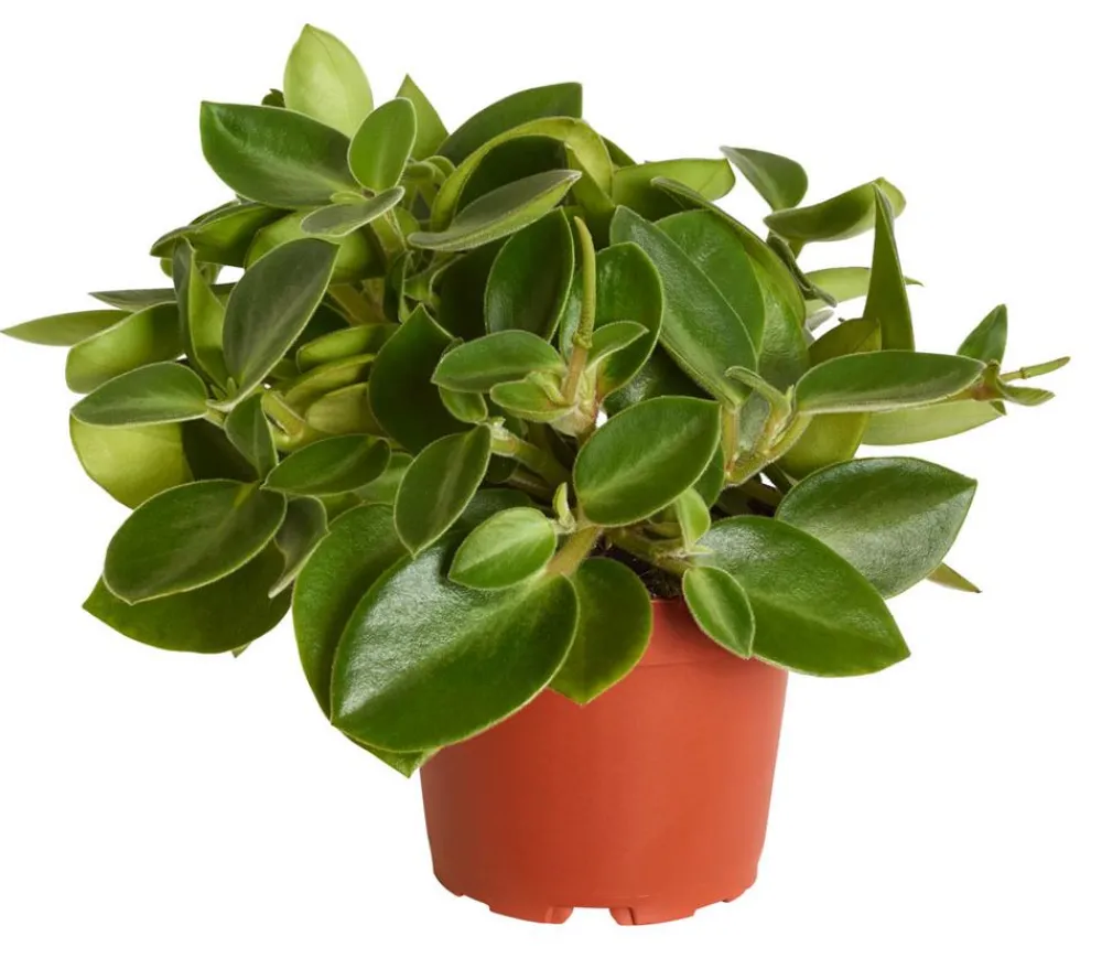 Dehner Grünpflanzen - Peperomie - Peperomia orba 'Pixie Lime'
