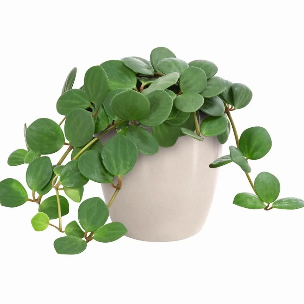 Dehner Grünpflanzen > Peperomie - Peperomia pecunifolia
