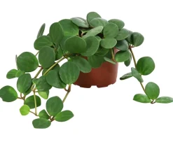 Dehner Grünpflanzen > Peperomie - Peperomia pecunifolia