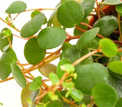 Dehner Sukkulenten|Grünpflanzen - Peperomie - Peperomia 'Pepperspot' Grün
