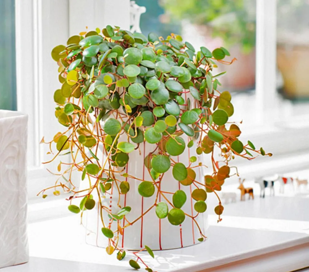 Dehner Sukkulenten|Grünpflanzen - Peperomie - Peperomia 'Pepperspot' Grün