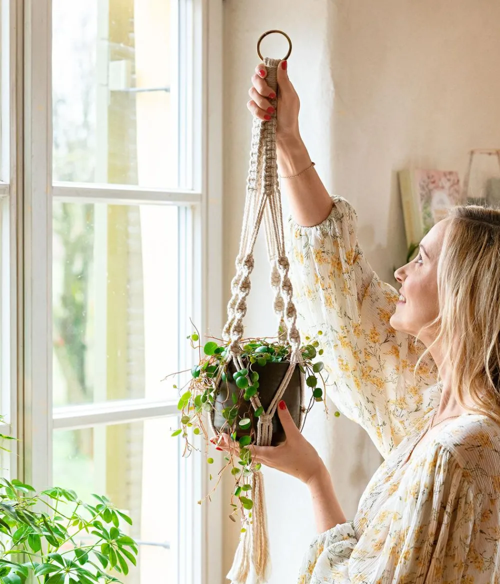 Dehner Sukkulenten|Grünpflanzen - Peperomie - Peperomia 'Pepperspot' Grün