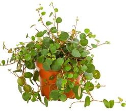 Dehner Sukkulenten|Grünpflanzen - Peperomie - Peperomia 'Pepperspot' Grün