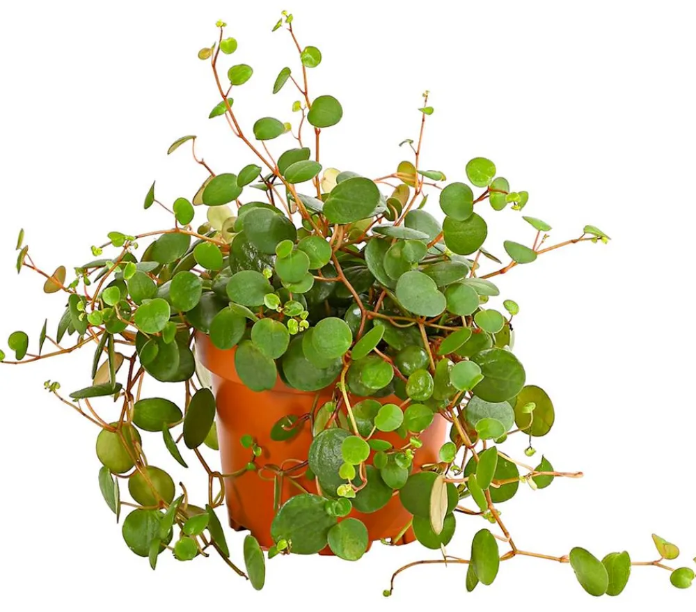 Dehner Sukkulenten|Grünpflanzen - Peperomie - Peperomia 'Pepperspot' Grün
