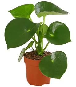 Dehner Sukkulenten|Grünpflanzen - Peperomie - Peperomia polybotrya 'Raindrop' Grün