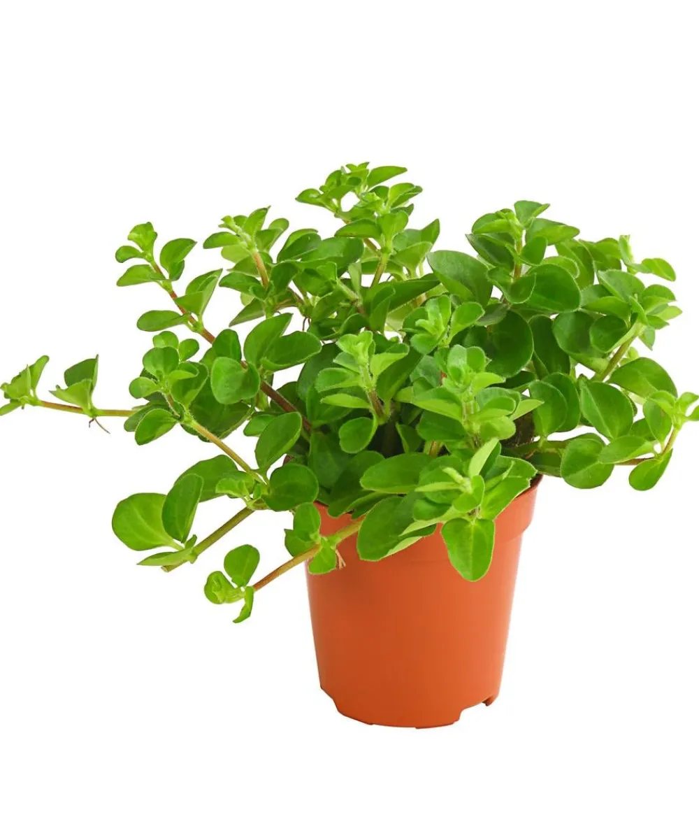 Dehner Peperomie - Peperomia rotundifolia Hellgrün Sale
