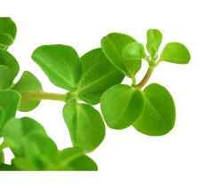 Dehner Peperomie - Peperomia rotundifolia Hellgrün Sale