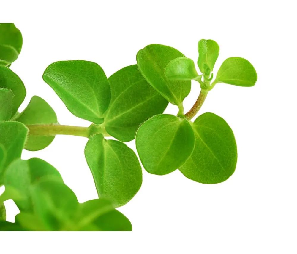 Dehner Peperomie - Peperomia rotundifolia Hellgrün Sale
