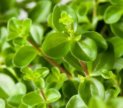 Dehner Peperomie - Peperomia rotundifolia Hellgrün Sale
