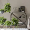 Dehner Sukkulenten|Grünpflanzen > Peperomie - Peperomia rotundifolia, Ampel