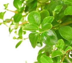 Dehner Sukkulenten|Grünpflanzen > Peperomie - Peperomia rotundifolia, Ampel