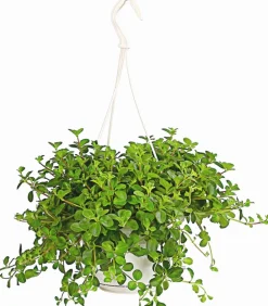 Dehner Sukkulenten|Grünpflanzen > Peperomie - Peperomia rotundifolia, Ampel