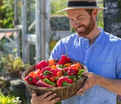 Dehner Peperoni- & Paprikapflanzen > Peperoni 'Edler Tropfen', verschiedene Farben