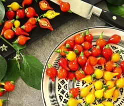 Dehner Peperoni- & Paprikapflanzen > Peperoni 'Edler Tropfen', verschiedene Farben
