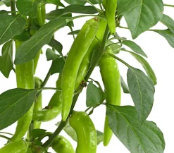 Dehner Peperoni 'Hot Fajita' Rot Best