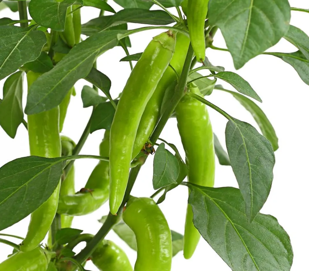 Dehner Peperoni 'Hot Fajita' Rot Best