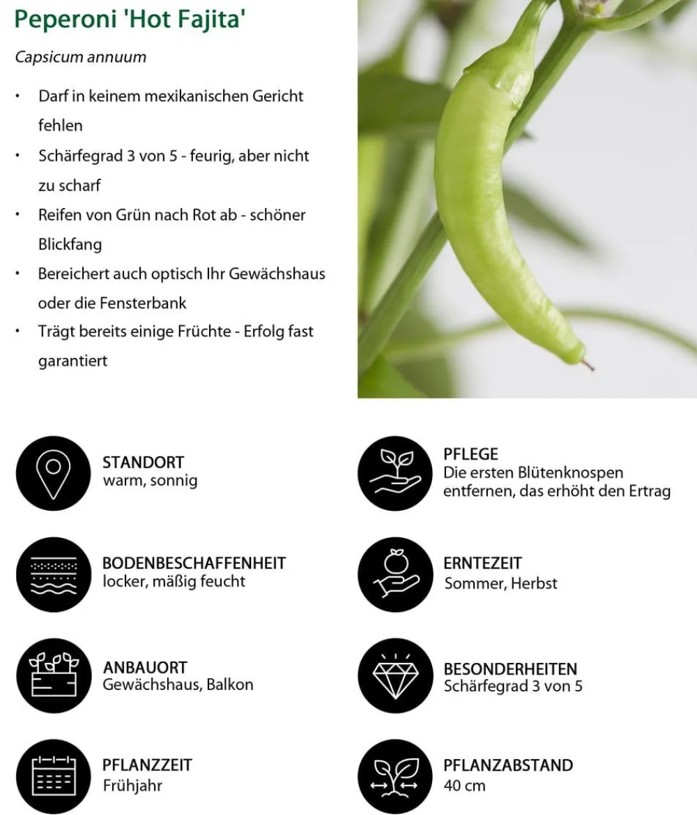 Dehner Peperoni 'Hot Fajita' Rot Best