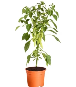 Dehner Peperoni 'Hot Fajita' Rot Best