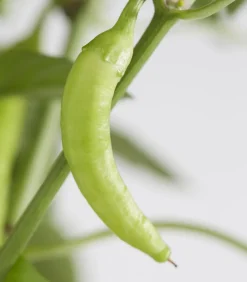 Dehner Peperoni 'Hot Fajita' Rot Best