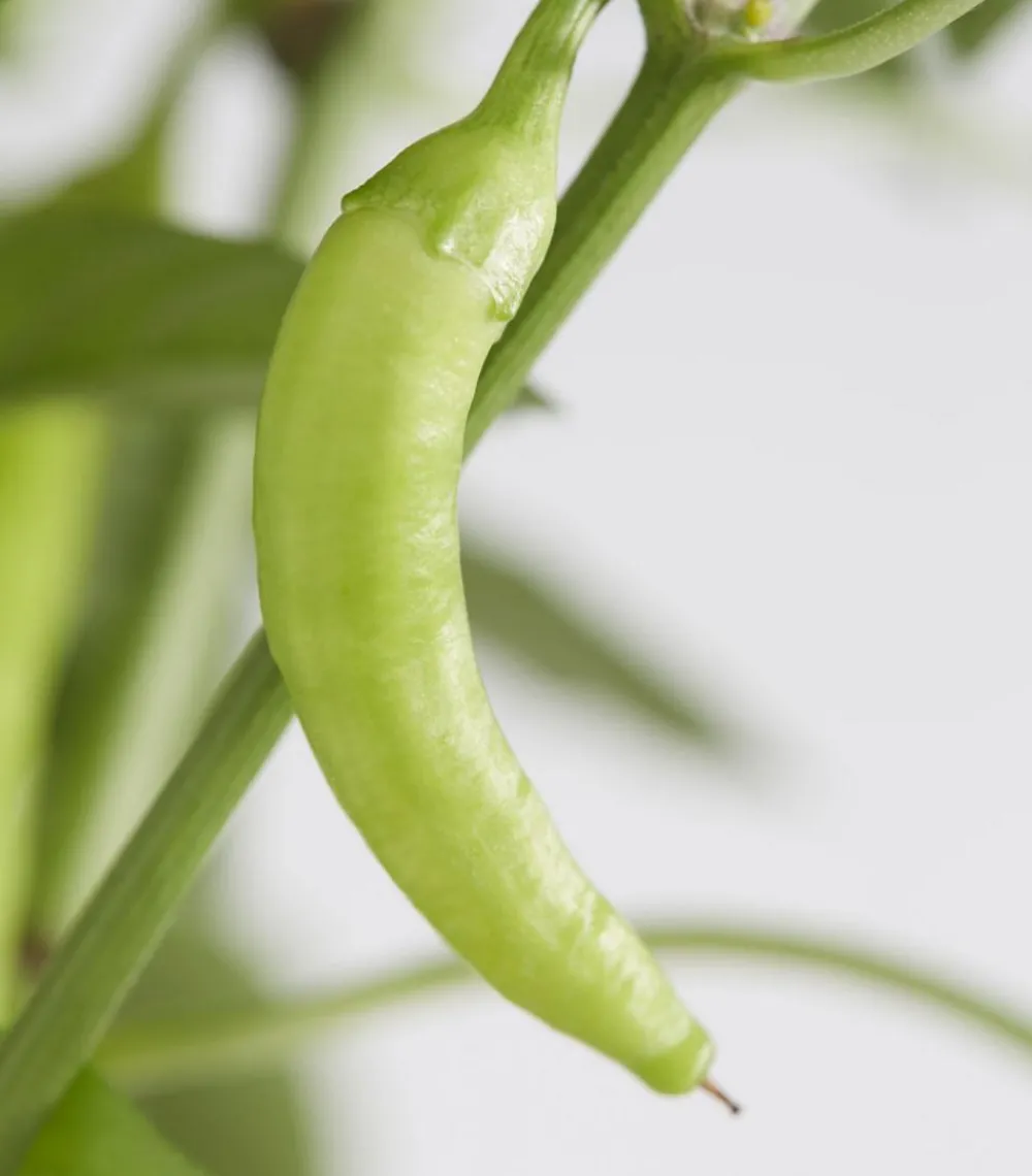 Dehner Peperoni 'Hot Fajita' Rot Best