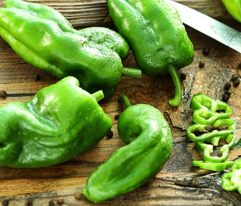 Dehner Peperoni- & Paprikapflanzen - Peperoni 'Pimientos de padron' Grün