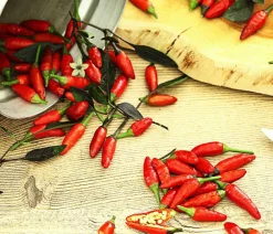 Dehner Peperoni- & Paprikapflanzen - Peperoni 'Piri Piri' Rot