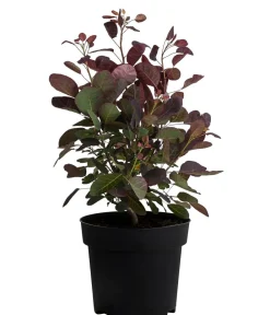 Dehner Laubgehölze|Blühende Sträucher - Perückenstrauch 'Royal Purple' Dunkelrot