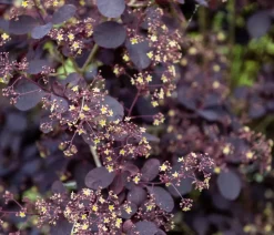 Dehner Laubgehölze|Blühende Sträucher - Perückenstrauch 'Royal Purple' Dunkelrot