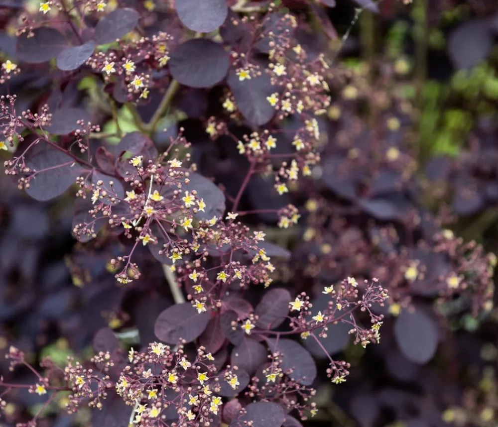 Dehner Laubgehölze|Blühende Sträucher - Perückenstrauch 'Royal Purple' Dunkelrot