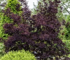 Dehner Laubgehölze|Blühende Sträucher - Perückenstrauch 'Royal Purple' Dunkelrot