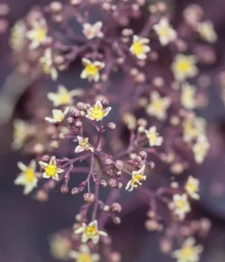 Dehner Laubgehölze|Blühende Sträucher > Perückenstrauch 'Royal Purple'