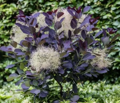 Dehner Laubgehölze|Blühende Sträucher > Perückenstrauch 'Royal Purple'