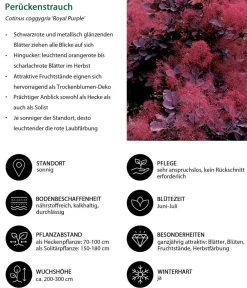 Dehner Laubgehölze|Blühende Sträucher > Perückenstrauch 'Royal Purple'