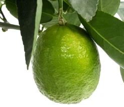 Dehner Zitruspflanzen|Terrassenpflanzen > Persische Limette 'Lima Verde'