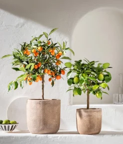 Dehner Zitruspflanzen|Terrassenpflanzen > Persische Limette 'Lima Verde'