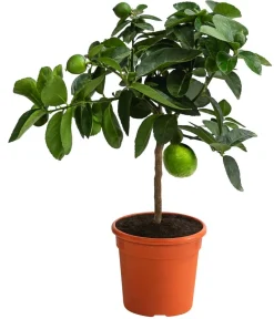 Dehner Zitruspflanzen|Terrassenpflanzen > Persische Limette 'Lima Verde'
