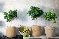 Dehner Zitruspflanzen|Terrassenpflanzen > Persische Limette 'Lima Verde'