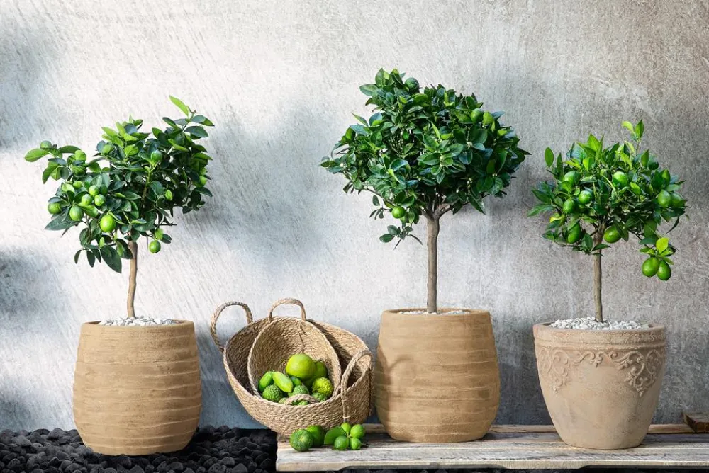Dehner Zitruspflanzen|Terrassenpflanzen > Persische Limette 'Lima Verde'