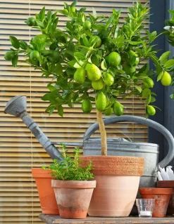 Dehner Zitruspflanzen|Terrassenpflanzen - Persische Limette 'Lima Verde' Lemon