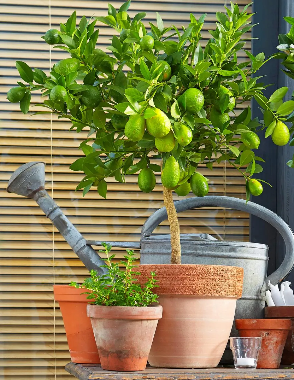 Dehner Zitruspflanzen|Terrassenpflanzen - Persische Limette 'Lima Verde' Lemon
