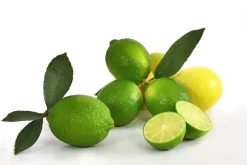 Dehner Zitruspflanzen|Terrassenpflanzen - Persische Limette 'Lima Verde' Lemon