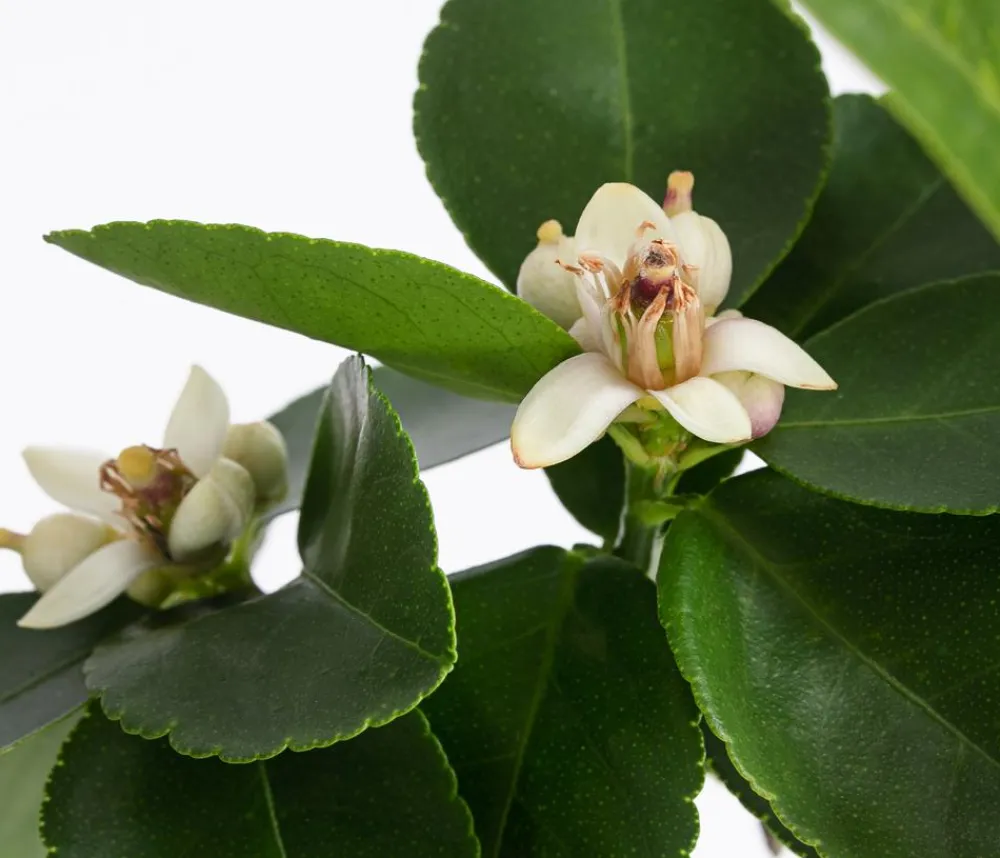 Dehner Zitruspflanzen|Terrassenpflanzen - Persische Limette 'Lima Verde' Lemon