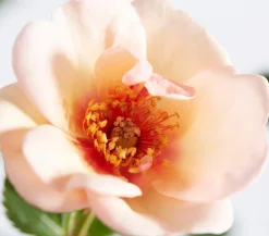 Dehner Persische Rosen, verschiedene Farben Hot